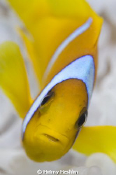 clown fish ! by Helmy Hashim 